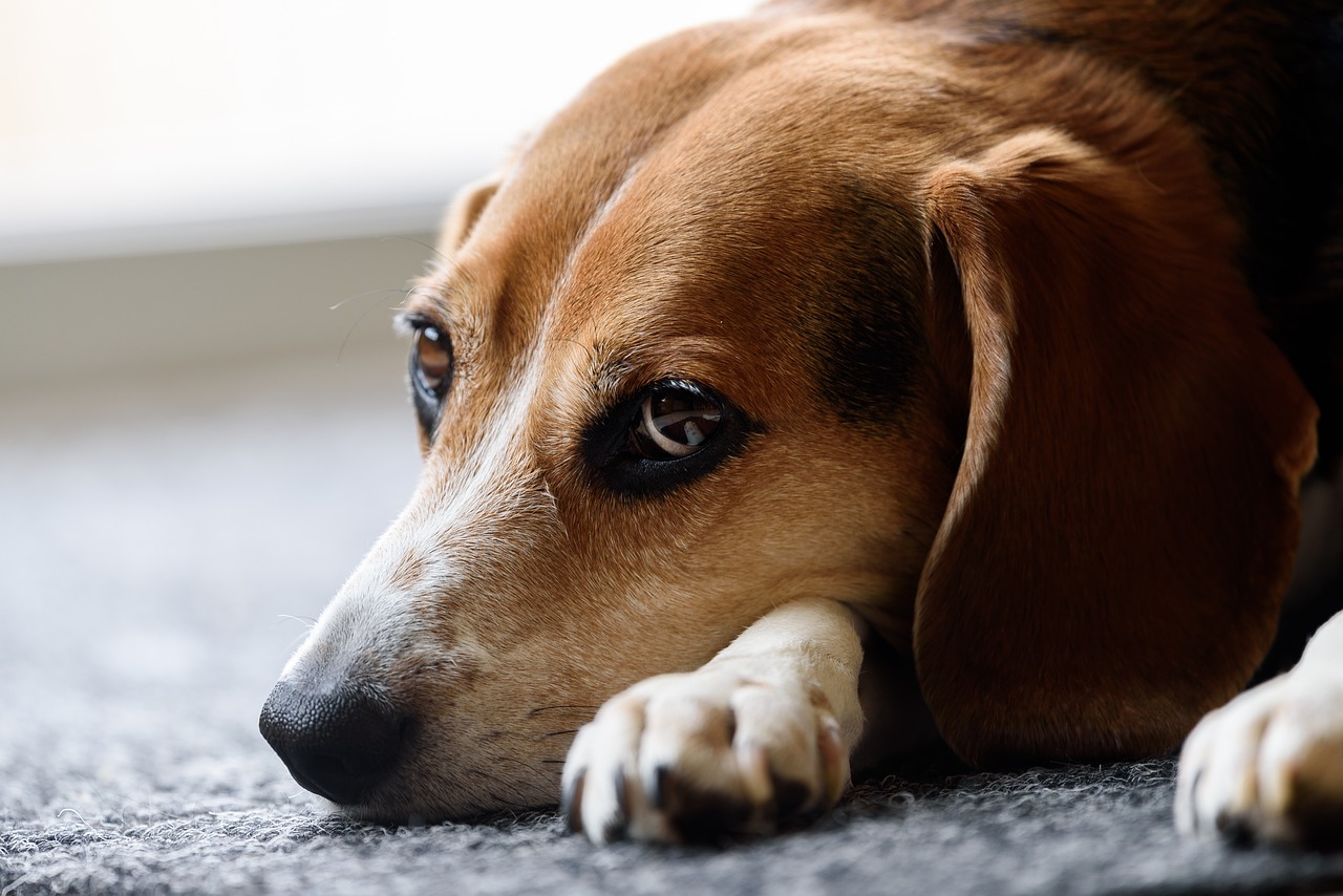 Understanding the Calm Temperament of Basset Hounds